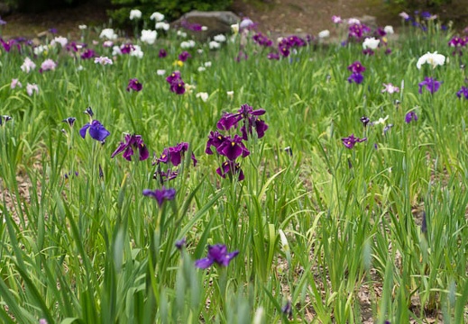 201505181205-DSC01317.jpg
