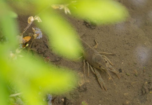 201505231154-DSC01530.jpg