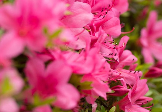 201505231204-DSC01543.jpg