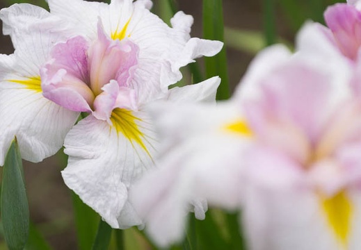 201505231243-DSC01561.jpg