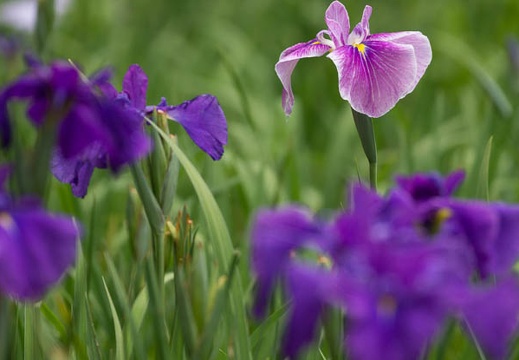 201505231250-DSC01579.jpg