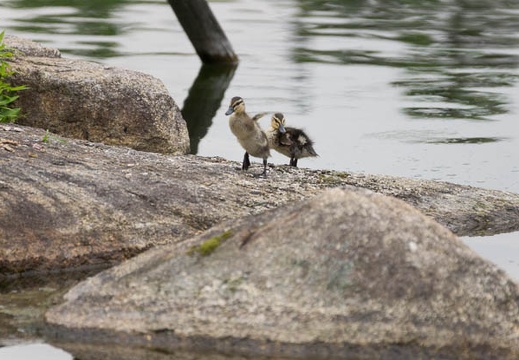 201505231606-DSC01808.jpg