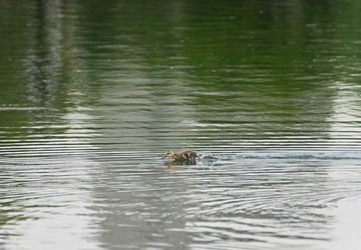 201505231607-DSC01822.jpg