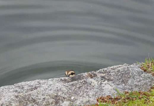 201505231609-DSC01843.jpg