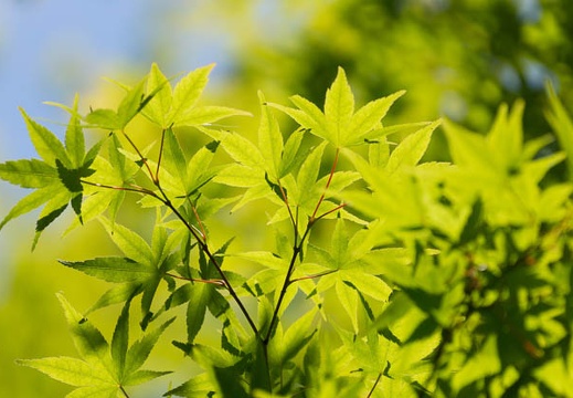 201505261137-DSC01918.jpg