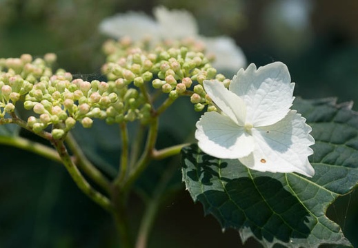 201505261138-DSC01923.jpg
