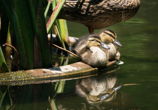 201505261150-DSC06449A55.jpg