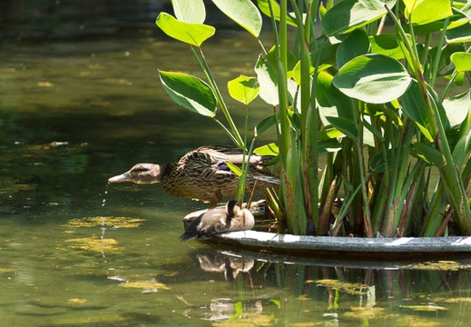 201505261200-DSC01983.jpg