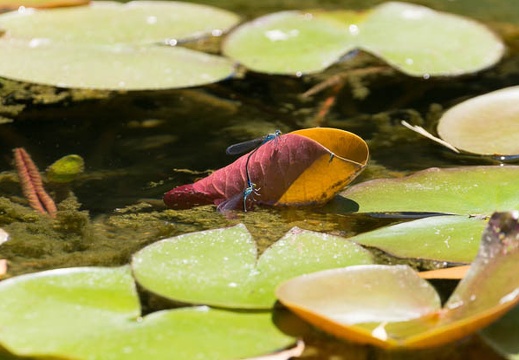 201505261217-DSC02013.jpg