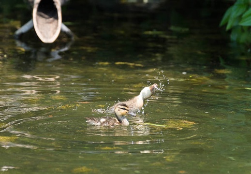 201505261256-DSC02083.jpg
