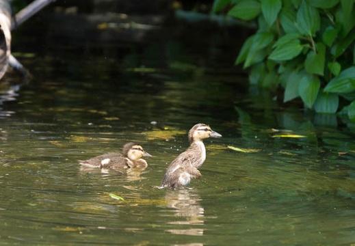 201505261256-DSC02090.jpg