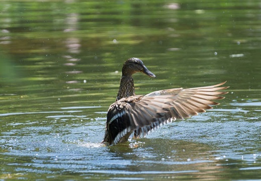 201505261304-DSC02128.jpg