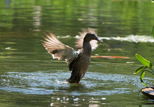 201505261305-DSC02134.jpg