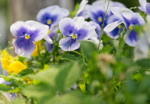 201505271340-DSC06603A55.jpg