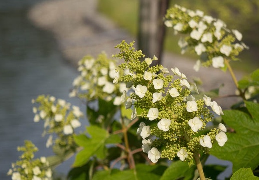 201505281625-DSC00803R10.jpg