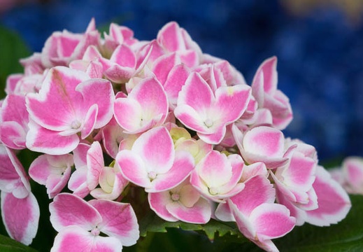 201505281715-DSC00972R10.jpg