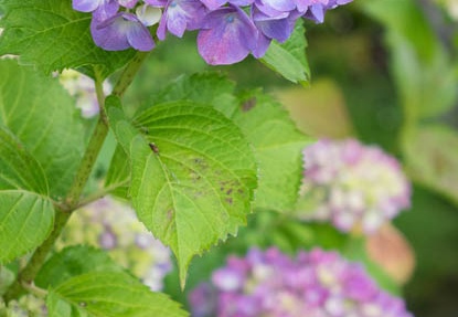 201505281746-DSC01042R10.jpg