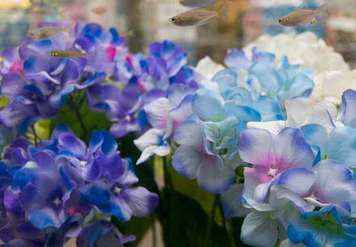 201505291135-DSC04700N6.jpg