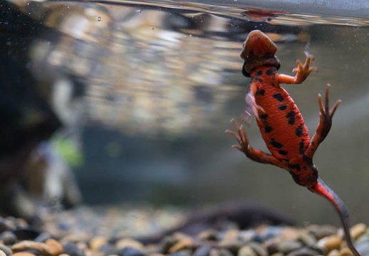 201505291153-DSC04733N6.jpg