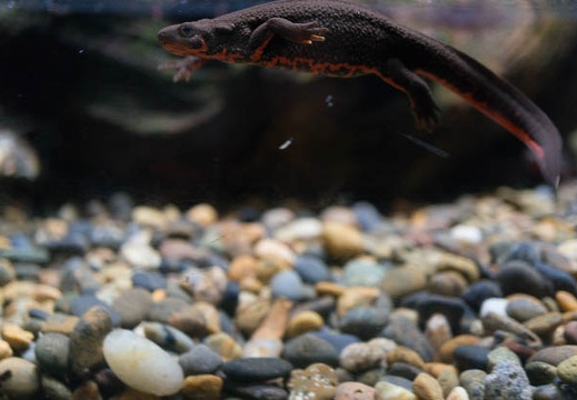 201505291154-DSC04737N6.jpg