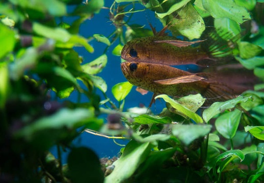 201505291229-DSC04809N6.jpg