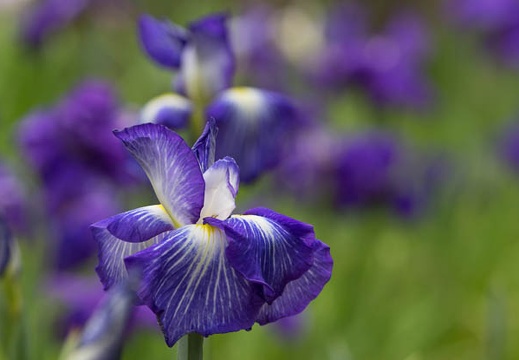 201506021210-DSC02794.jpg