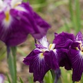 201506021214-DSC02803.jpg