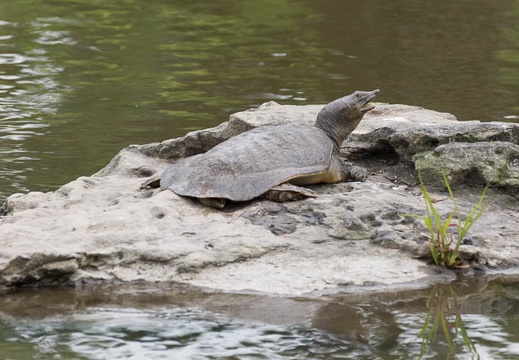 201506021258-DSC02893.jpg