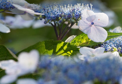 201506040638-DSC06689.jpg