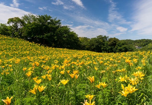 201506040924-DSC05065N6.jpg