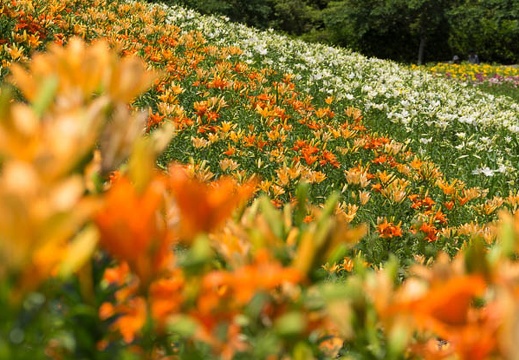 201506041023-DSC06828.jpg