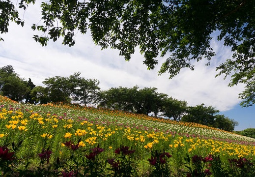 201506041041-DSC05211N6.jpg
