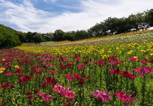 201506041046-DSC05217N6.jpg