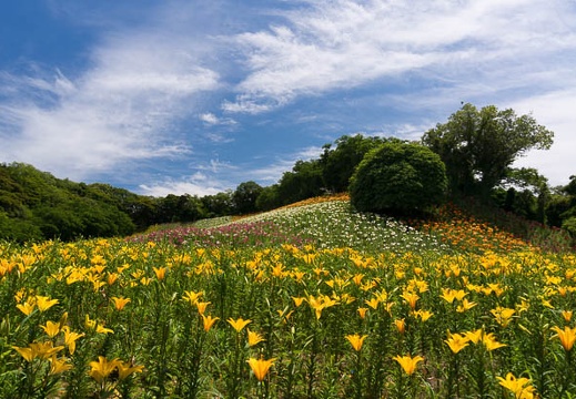 201506041057-DSC05231N6.jpg