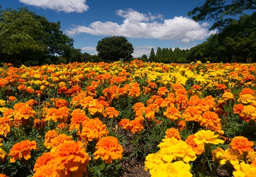 201506061026-DSC05459N6.jpg