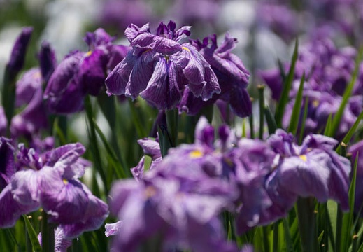 201506061124-DSC07385.jpg