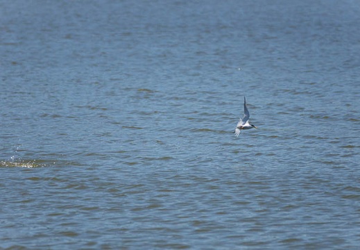 201506061250-DSC07489.jpg