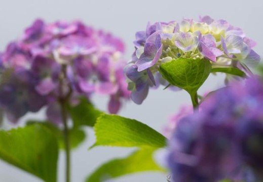 201506071041-DSC07569.jpg