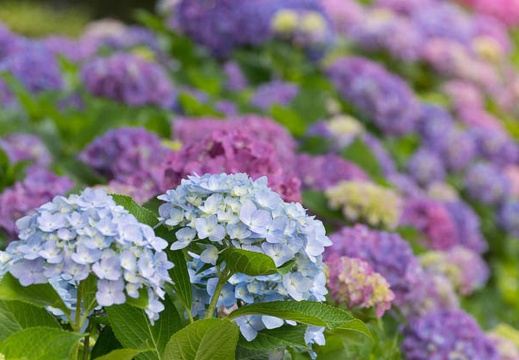 201506071113-DSC07617.jpg
