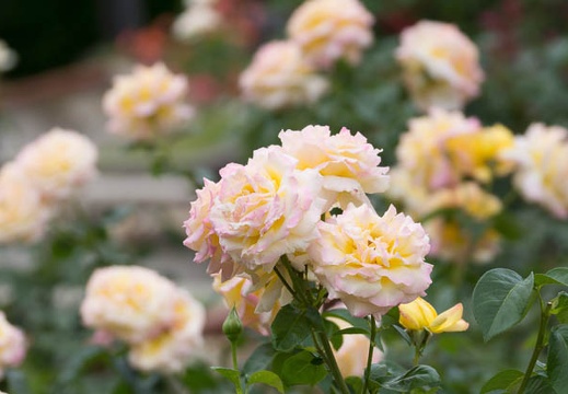 201506071123-DSC07641.jpg