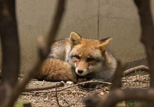 201506071132-DSC07677.jpg