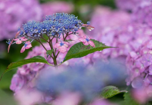 201506091128-DSC01452R10.jpg