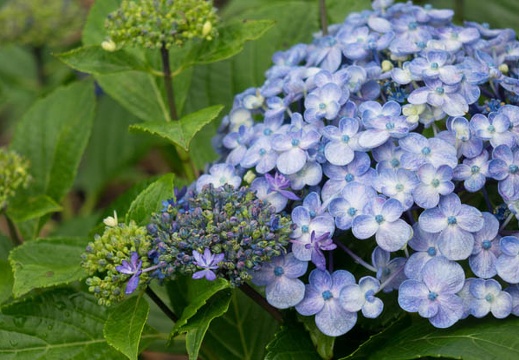 201506091154-DSC01551R10.jpg