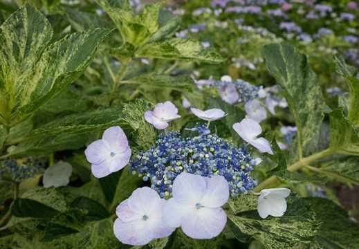 201506091158-DSC01563R10.jpg
