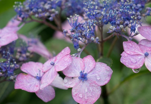 201506091205-DSC01581R10.jpg