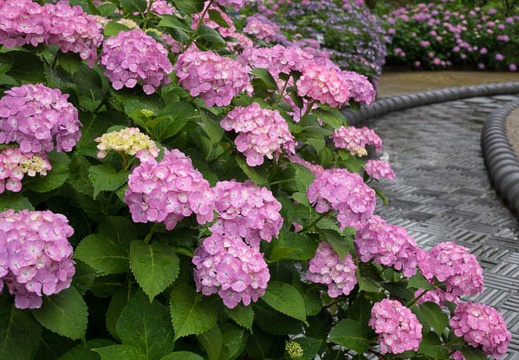 201506091206-DSC01588R10.jpg