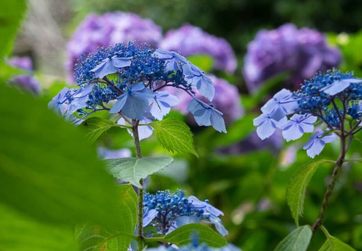 201506091249-DSC01730R10.jpg