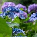 201506091249-DSC01730R10.jpg
