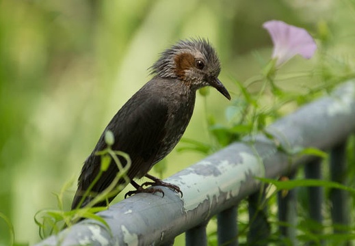 201506131344-DSC08550.jpg