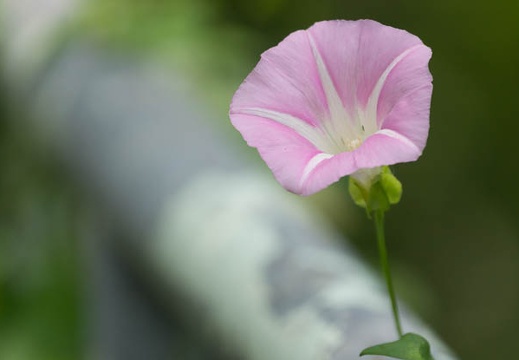201506131345-DSC08551.jpg